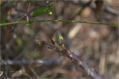 Caralluma stalagmifera var. stalagmifera